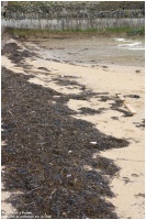 Pollution des plages suite aux tempêtes 2014