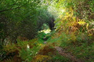 Chemins boiss du Portmain... - auteur : Patricia Lormeau