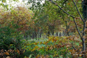 Le Chteau de la Tocnaye en automne - auteur : Patricia Lormeau