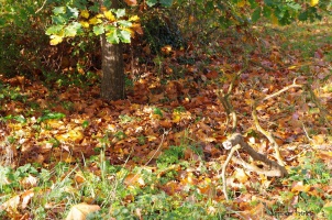 Le Chteau de la Tocnaye en automne