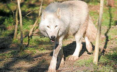 Pornic - 27/02/2013 - Les loups s`introduisent dans le Pays de Retz