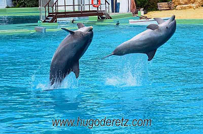Pornic - 18/05/2013 - Les dauphins de Plante Sauvage en photos, avec Hugo de Retz