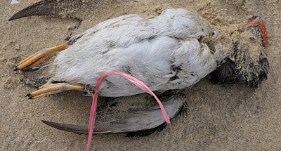 Pornic - 26/02/2014 - L`hécatombe des oiseaux marins : pas de calme après la tempête