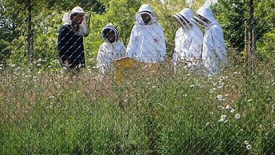 Pornic - 28/05/2015 - Entre 40 000 et 50 000 abeilles chouchoutées et bien gardées
