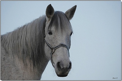 Pornic - 04/12/2015 - Voitures contre chevaux  Saint-Pre-en-Retz