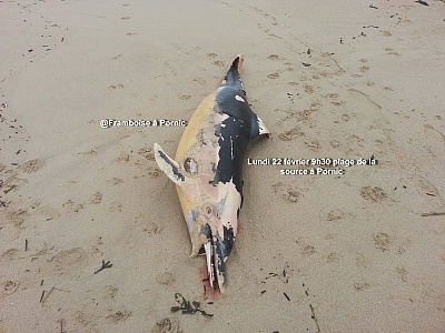 Pornic - 22/02/2016 - Pornic : Un grand dauphin chou plage de la Source