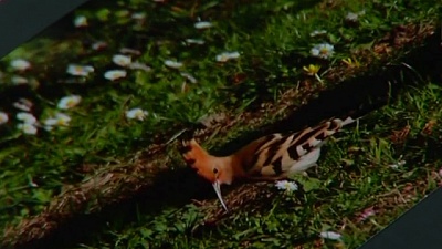Pornic - 25/05/2016 - La Bernerie-en-Retz : un jardin refuge  oiseaux