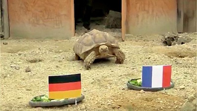 Pornic - 07/07/2016 - Plante sauvage Euro 2016. La tortue medium Ariane donne la France gagnante