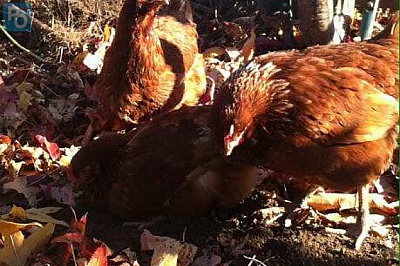 Pornic - 02/12/2016 - L.A. : Grippe aviaire: 116 communes dans l`oeil du cyclone 