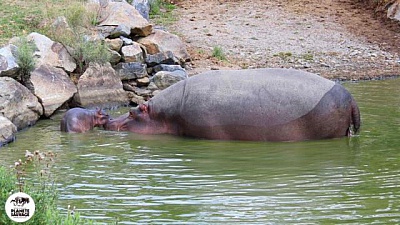 Pornic - 05/10/2017 - Planète sauvage. Le bébé hippopotame se porte bien 