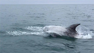 Pornic - 05/07/2018 - Une espce rare de dauphin choue  La Plaine-sur-Mer
