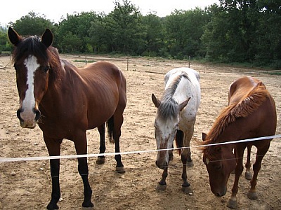 Pornic - 21/06/2019 - Saint-Brevin-les-Pins, des chevaux sur la Route bleue