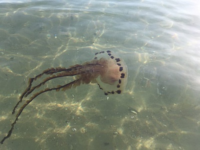 Pornic - 28/06/2019 - Les méduses ont fait leur retour sur les plages 